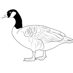 Domestic Goose Free Coloring Page for Kids