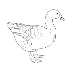 Domesticated Greylag Goose Free Coloring Page for Kids
