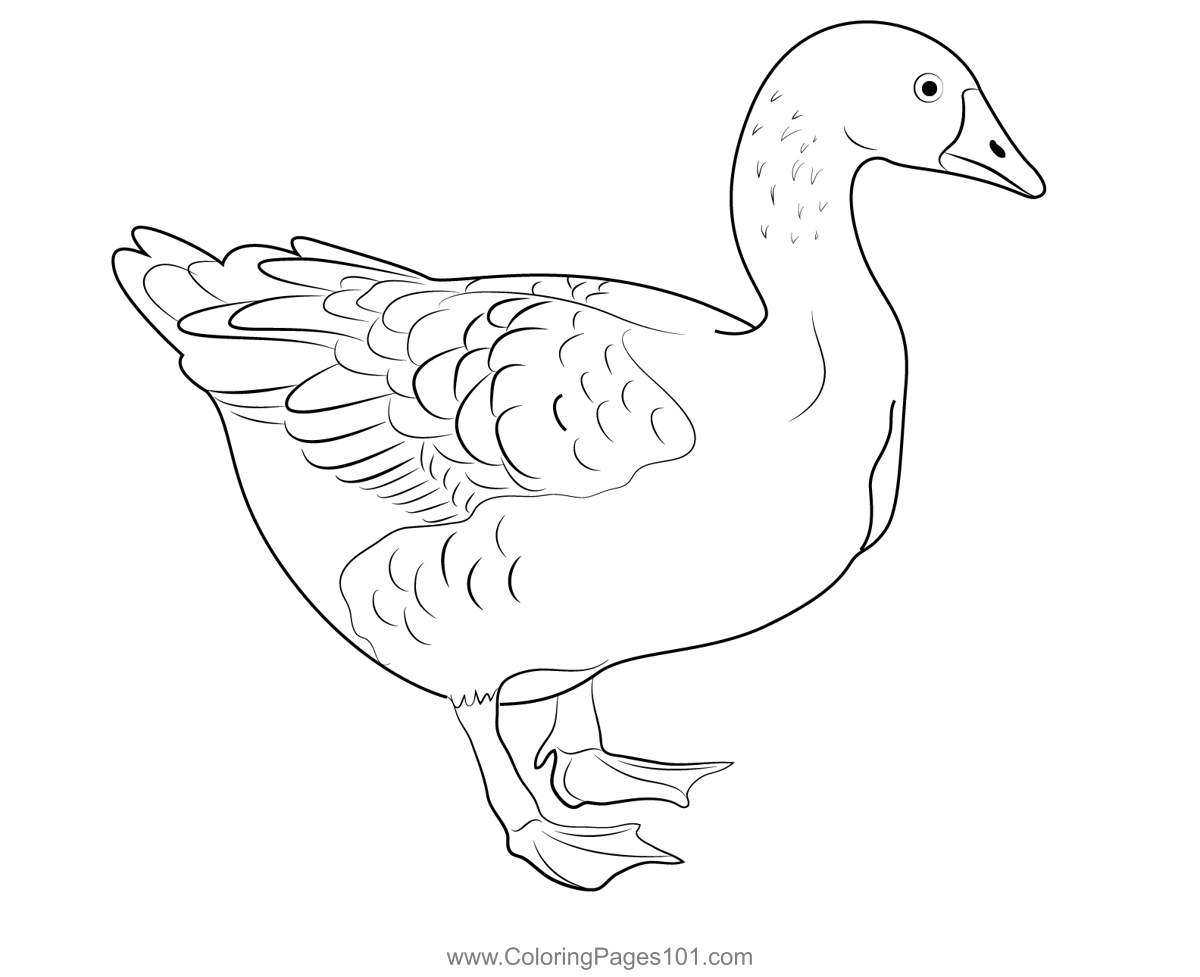 Domesticated Greylag Goose