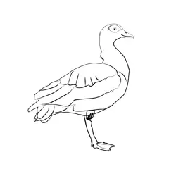 Egyptian Goose 1 Free Coloring Page for Kids