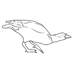 Egyptian Goose 3 Free Coloring Page for Kids