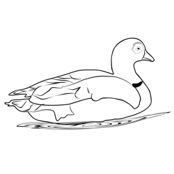 Egyptian Goose 4 Free Coloring Page for Kids