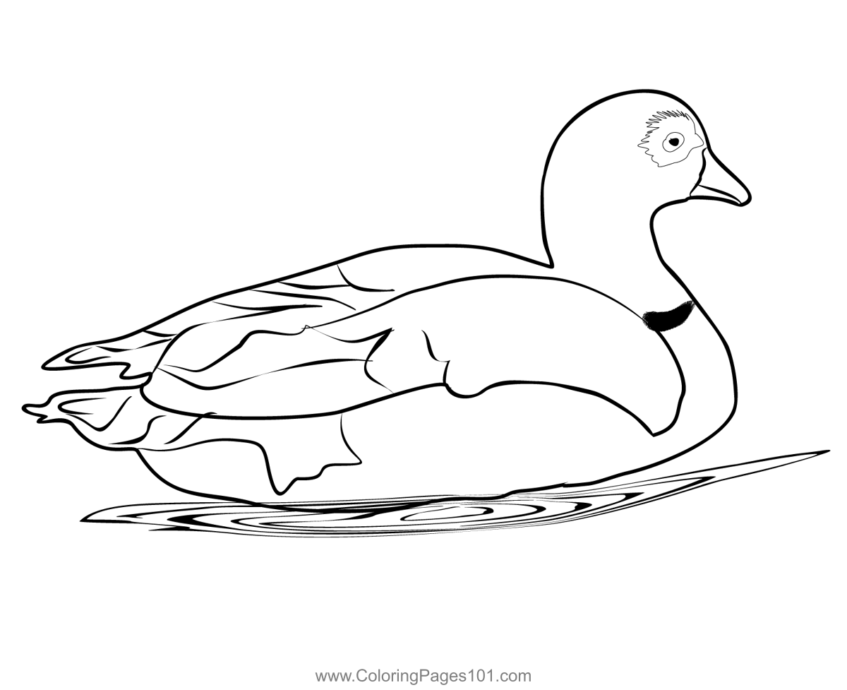 Egyptian Goose 4 Coloring Page for Kids - Free Swans and Geese ...