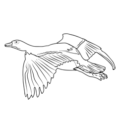 Egyptian Goose 5 Free Coloring Page for Kids