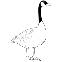 Giant Canada Goose Free Coloring Page for Kids