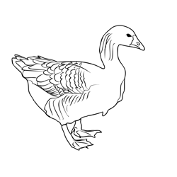 Greylag Goose 1 Free Coloring Page for Kids