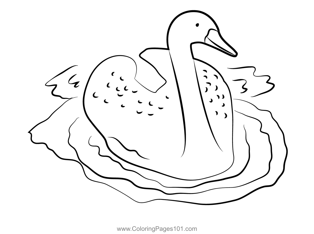Swan Bird Swimming