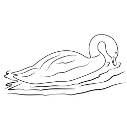 Swan Swimming In Lake Free Coloring Page for Kids