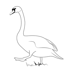 Swan Walking Free Coloring Page for Kids