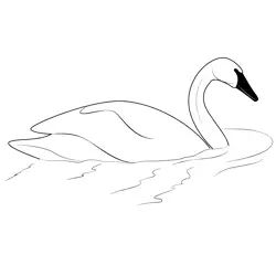 Swim Swan Free Coloring Page for Kids