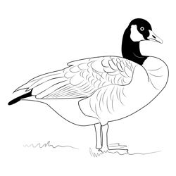 The Canada Goose Free Coloring Page for Kids
