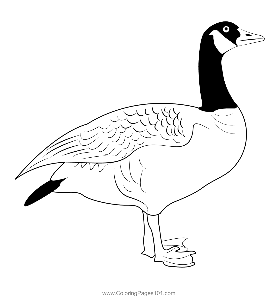 The Majestic Canada Goose Coloring Page for Kids Free Swans and Geese