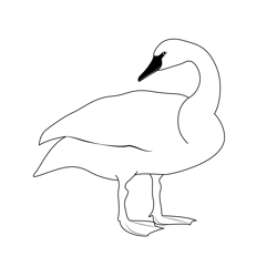 Trumpeter Swan Free Coloring Page for Kids