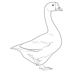 White Fronted Goose Free Coloring Page for Kids