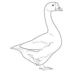 White Fronted Goose Free Coloring Page for Kids