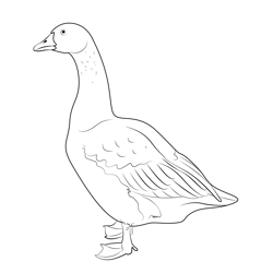 White Goose Free Coloring Page for Kids