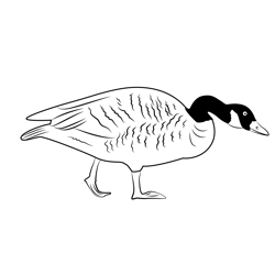Wild Goose Free Coloring Page for Kids