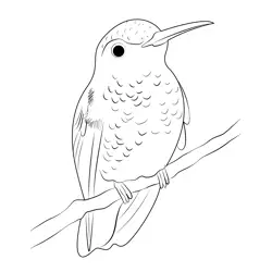 A Little Beauty Hummingbird Free Coloring Page for Kids