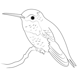 Annas Hummingbird 1 Free Coloring Page for Kids