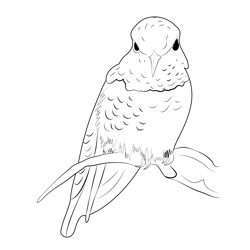 Annas Hummingbird Male Free Coloring Page for Kids