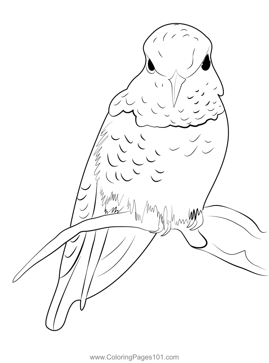 Annas Hummingbird Male Coloring Page for Kids - Free Swifts and ...