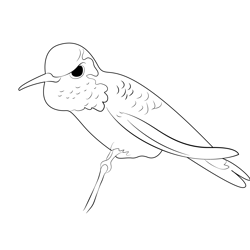 Annas Hummingbird Free Coloring Page for Kids