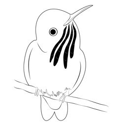 Beautiful Birds Calliope Hummingbird Free Coloring Page for Kids