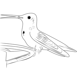 Beautiful Hummingbird 1 Free Coloring Page for Kids