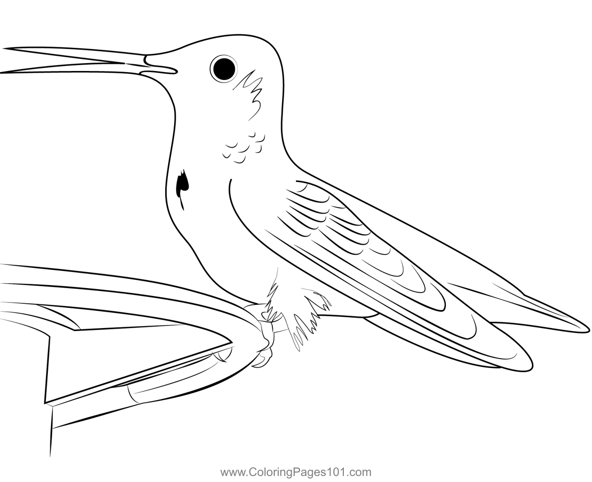 Beautiful Hummingbird 1 Coloring Page for Kids - Free Swifts and ...