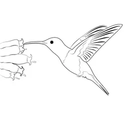Beautiful Hummingbird Free Coloring Page for Kids