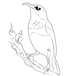 Beautiful Hummingbird Free Coloring Page for Kids