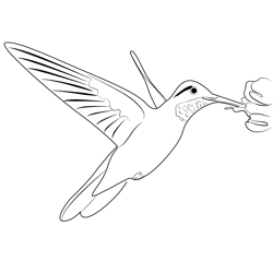 Beauty Ruby Throated Humming Bird Free Coloring Page for Kids