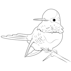 Bird Hummingbird Branch Feathers Pink Free Coloring Page for Kids