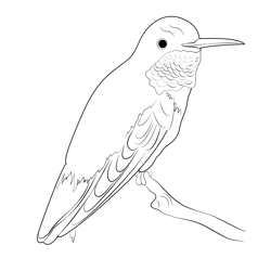 Broad Tailed Hummingbird Free Coloring Page for Kids