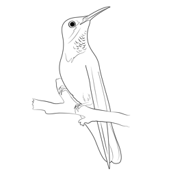 Brown Violet Humming Bird Free Coloring Page for Kids