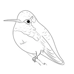 Calliope Hummingbird Free Coloring Page for Kids