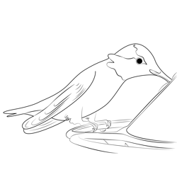 Colorful Hummingbird Free Coloring Page for Kids