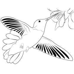 Gorgeous Hummingbird Free Coloring Page for Kids