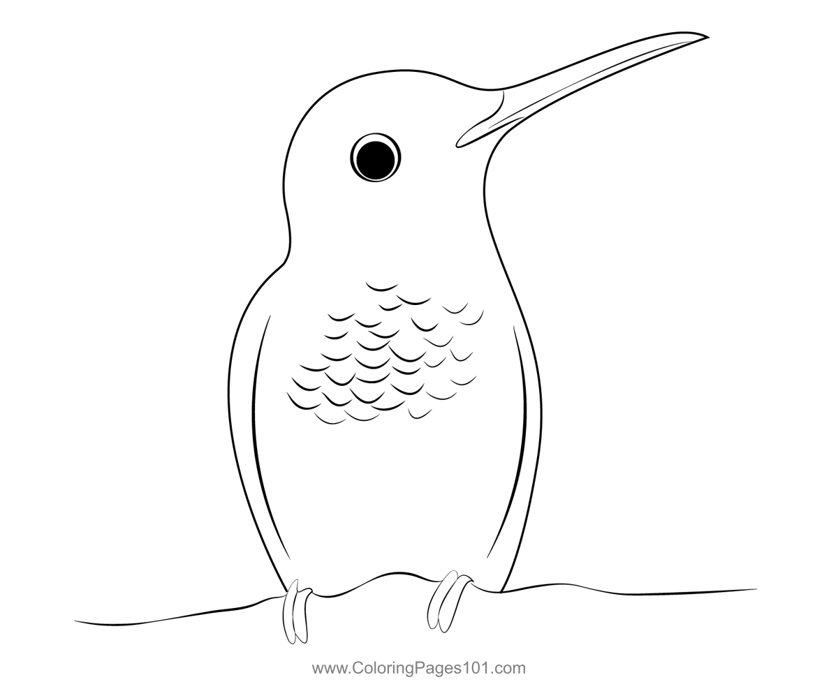 Humming Bird Coloring Page for Kids - Free Swifts and Hummingbirds