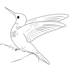Humming Bird Free Coloring Page for Kids