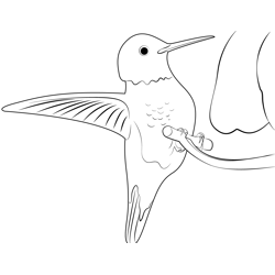 Humming Birds Are Flying Free Coloring Page for Kids