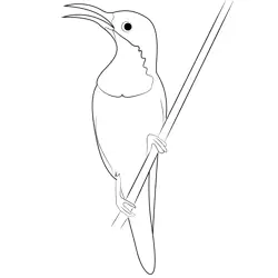 Hummingbird 2 Free Coloring Page for Kids