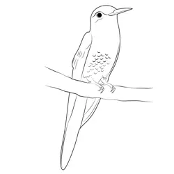 Hummingbird 4 Free Coloring Page for Kids