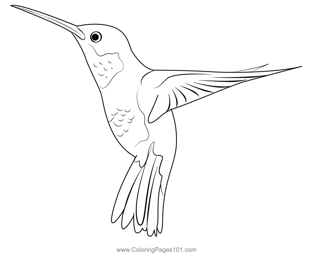 Hummingbird Coloring Page Printable Free Coloring Pages To Print Hummingbird Coloring Page Printable Free Coloring Pages To Print