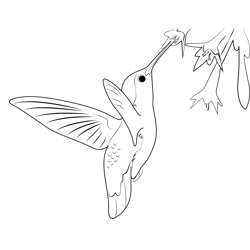 Hummingbird Beautiful Free Coloring Page for Kids