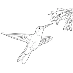 Hummingbird With Flowers Free Coloring Page for Kids