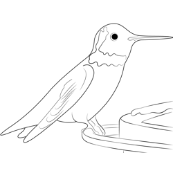 Male Anna's Hummingbird Free Coloring Page for Kids