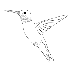Mangrove Hummingbird Free Coloring Page for Kids