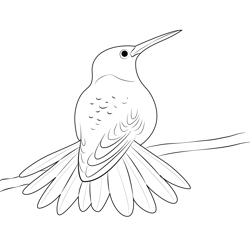 Rufous Tailed Hummingbird Free Coloring Page for Kids