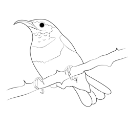 Small Humming Bird Free Coloring Page for Kids